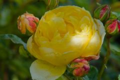 A blossom in the rose garden