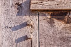 Timber-framing detail with wooden pegs