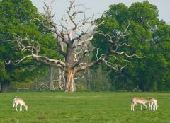 Deer grazing in the park