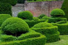 Topiary features in the garden