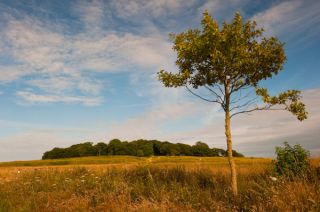 Badbury Rings