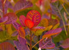 The gardens are a colourful delight in summer