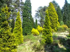A stand of conifers (c) Colin Smith
