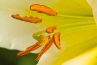 Belsay Hall and Garden, Lily in the garden