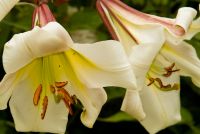 Belsay Hall and Garden, More lilies