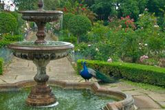A peacock in the terraced gardens
