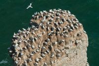 Gannet colony