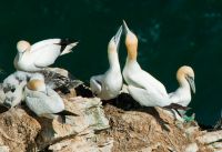 Gannet mating display