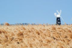 Berney Arms Windmill, Looking across the reeds to Berney Mill