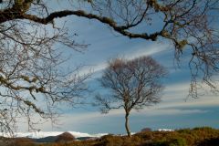 Braemar, Morrone Birkwood nature reserve, Braemar