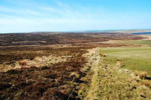 Birsay Moors RSPB