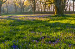 Inside the Camp enclosure