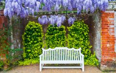 Garde bench and laburnum