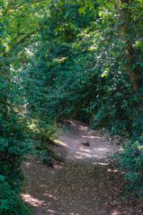 Lexden Earthworks and Bluebottle Grove, Bluebottle Grove trail