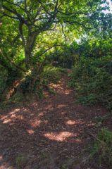 Lexden Earthworks and Bluebottle Grove, Earthwork bank, Bluebottle Grove