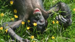 Bonobo (pygmy) chimpanzee