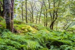 The trail to the Stone