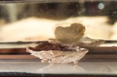 14th century oyster shell used as an artist's pallet