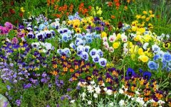 A cottage garden on Bradwell High Street