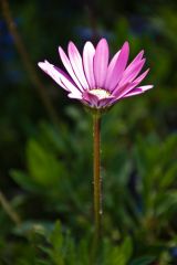 Colourful Spring flowers in the garden