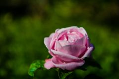 A blooming rose in the garden
