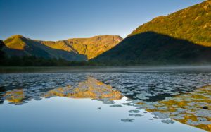 Lily pads in the still lake waters