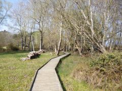 A boardwalk in the nature reserve (c) Mike Faherty