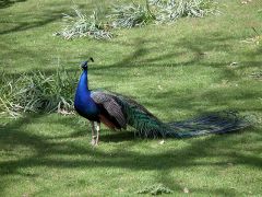 A Brownsea peacock (c) John Lucas