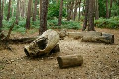 A quiet woodland clearing (c) Peter Trimming