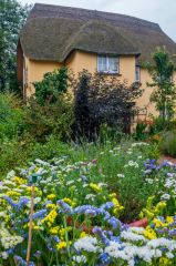 Colourful summer flowers in the cottage garden