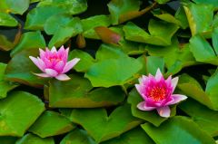 Water lilies are a garden feature