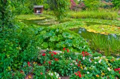 Looking over one of the lily ponds