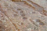 Cairnbaan Cup and Ring Marks, Cup marks