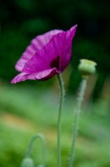 A purple poppy