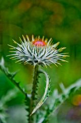 Blooming thistle