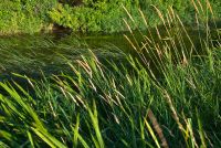Canterbury, Whitehall Meadows and Bingley Island