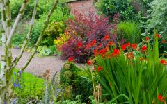 Summer colour in the garden