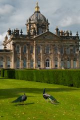 Castle Howard, Peacocks in the gardens