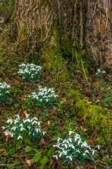 Snowdrops in February