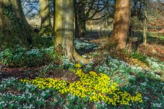Snowdrops are a garden feature in early Spring