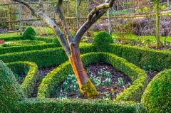 The Knot Garden