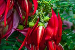 Colourful plants in the glasshouse