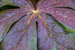 After a summer shower