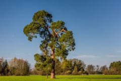 A carefully arranged tree east of Seven Rides