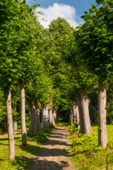The Lime Avenue