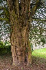 600 year old yew tree in the churchyard