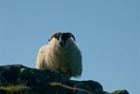 Isle of Colonsay, Sheep, Scalasaig