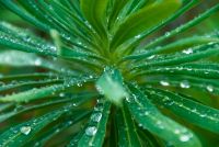 Colonsay House Gardens, Garden plants after rain