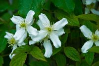 Colonsay House Gardens, Garden flowers