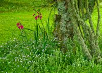 Colonsay House Gardens, Lush garden foliage